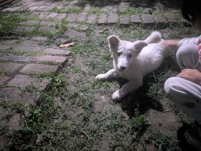 White 5 month vaccinated dog