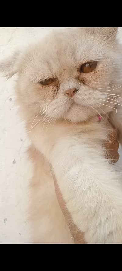 stude punch face male cat  only for metting