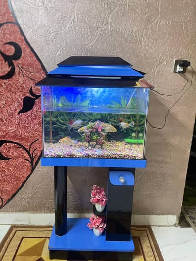 fish aquarium