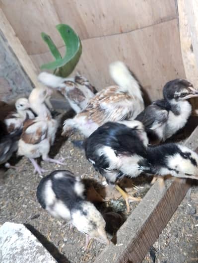 arjant sale 03700471850