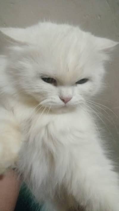 persion cat available