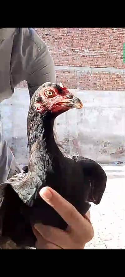 High quality Mushki aseel pathi for sale