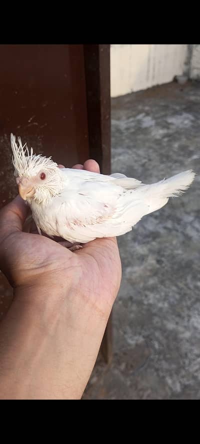 Cockatiel Chicks, Hand tame Chicks