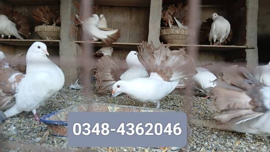 Red Tail Lakey Pairs