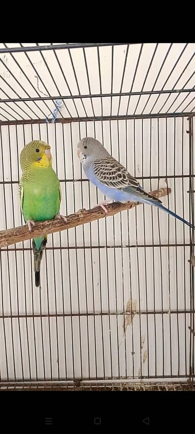 Hogo breed split blue Trio male Split blue trio female