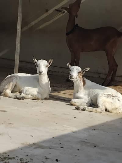 Vip Goats, home bread