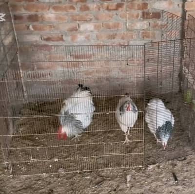 Heritage Sussex Trio