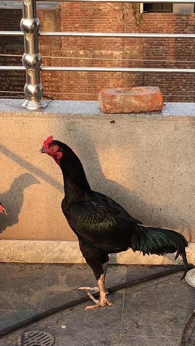 Thai aseel pair best breed