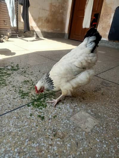 Light Sussex  (2 female)