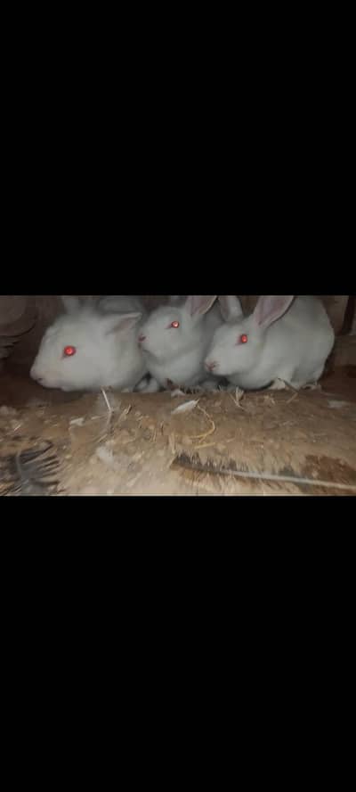 Breeder Trio White Red Eyes Angora Cross