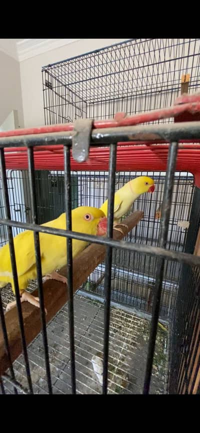 YELLOW , BLUE , GREEN RINGNECK BREEDER PAIRS