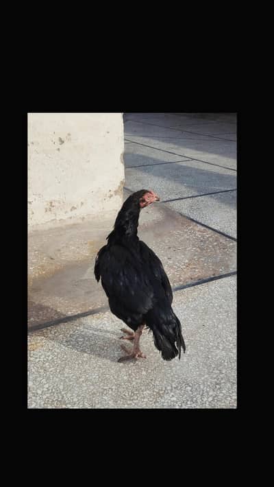 lasani cross mushki madii high quality achy morhy ki mazboot madii