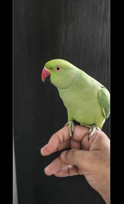 Hand Tame parrot