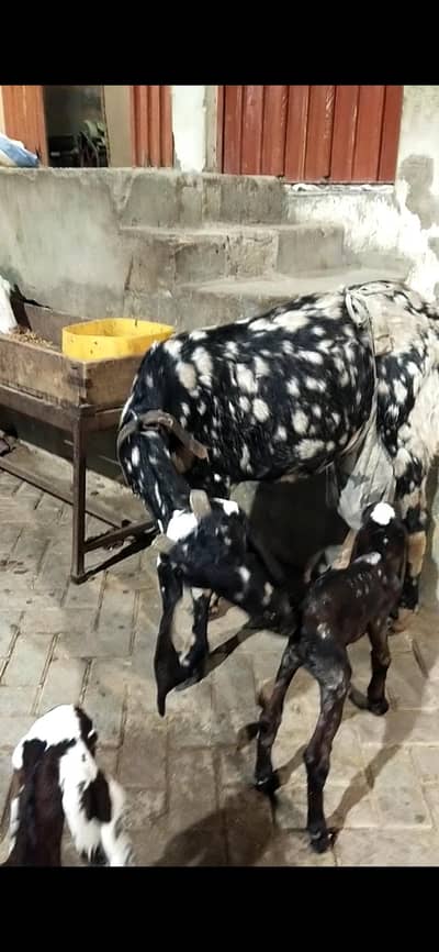shera print betal bakri 2 bache male female   03122535511