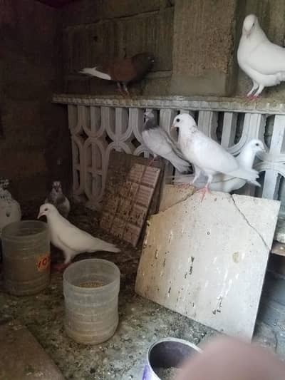 PEAR=RS 1400=SINGLE=RS 700