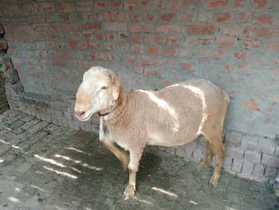 Graunted Hazma masala