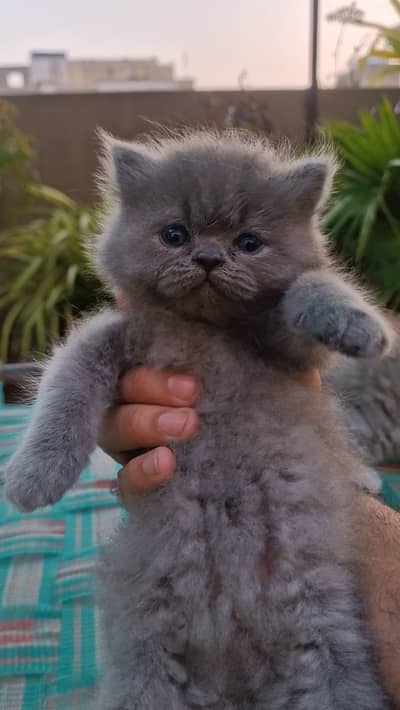 Adorable Persian Kittens Pair for Sale