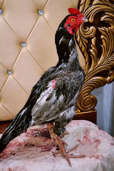 aseel saleta for sale