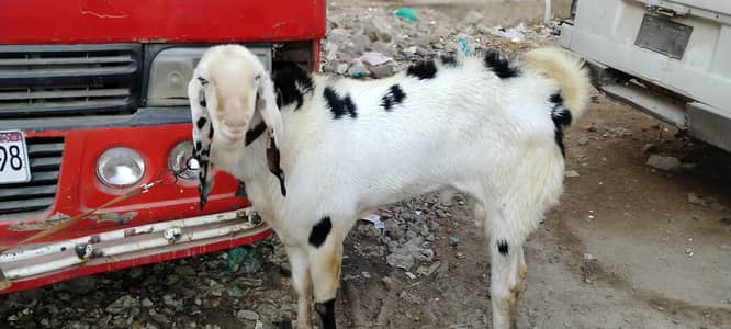 khobsurat Munda ando bakra