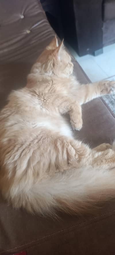 Ginger Healthy Kitten