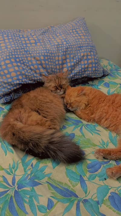 Cats for sale with accessories