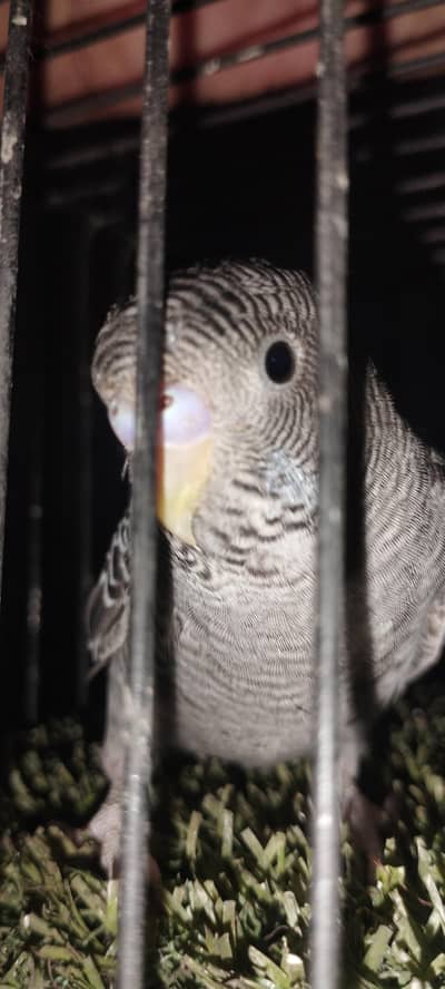 BLACK FACE BLACK WING GRAY