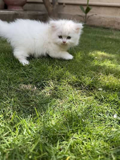 Persian kitten