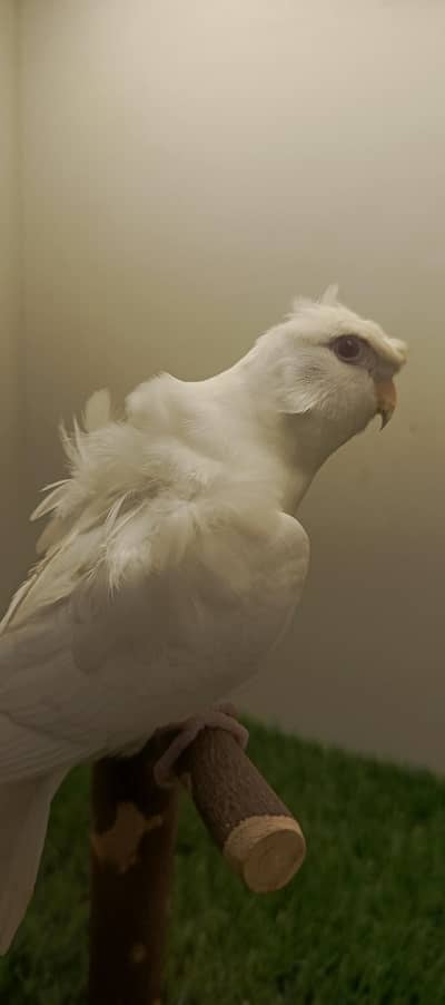 hogo plus Australian