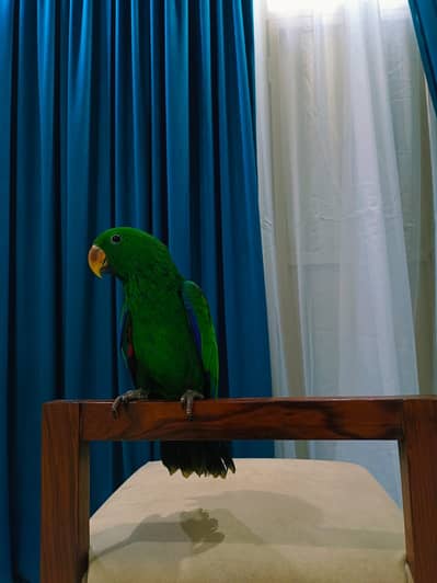 Grand Eclectus Male Better Than Grey