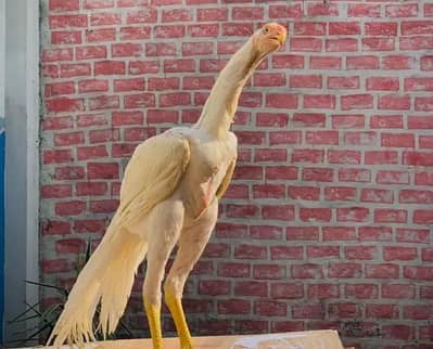 Indian Parrot Beak Female