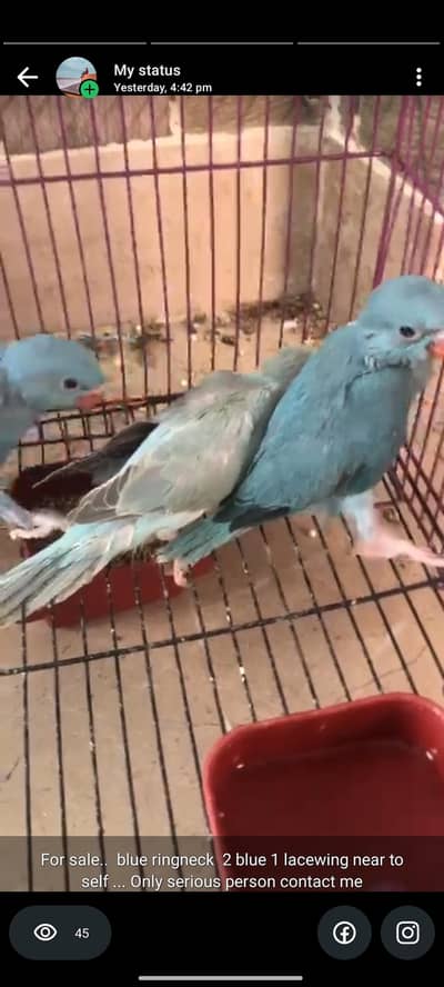 2 blue ringnecks 1 lacewing