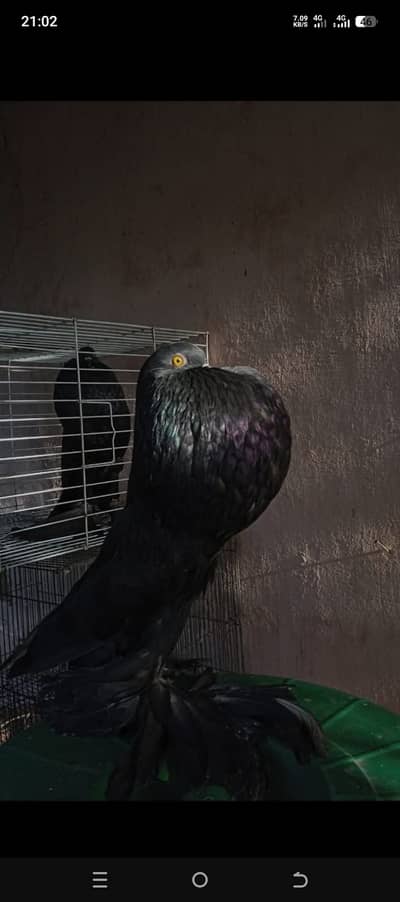Black Pomeranian breeder pairs dutch size pigeons for sale