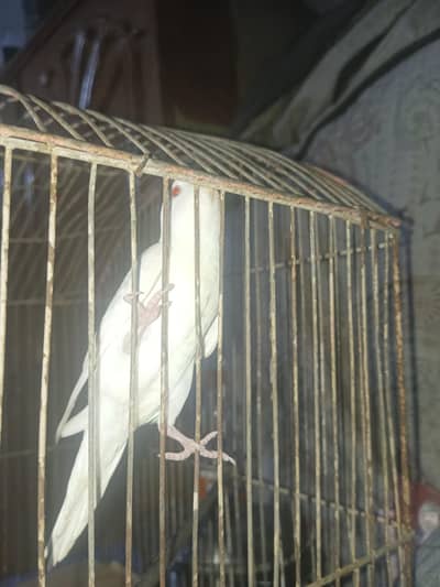 Albino Red eye ha dono dono female ha Baki price main baat kar lenge