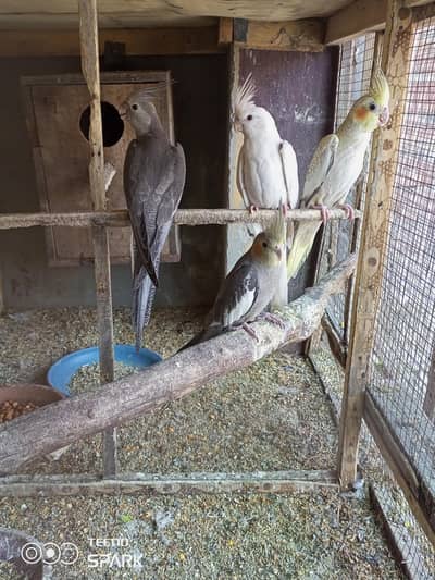 pearl female available ha