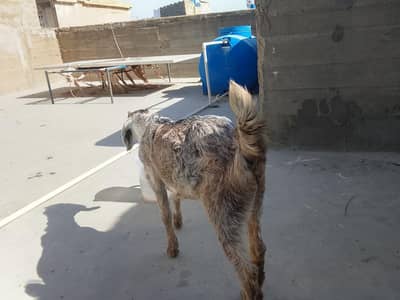 goat 4 months kamori nasal male