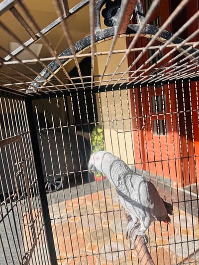 AFRICIAN GREY PARROT