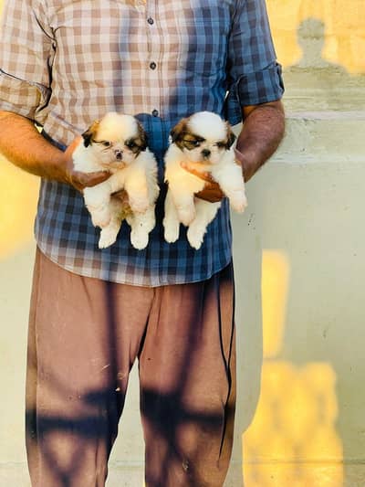 High Quality Shihtzu Puppies 50k each