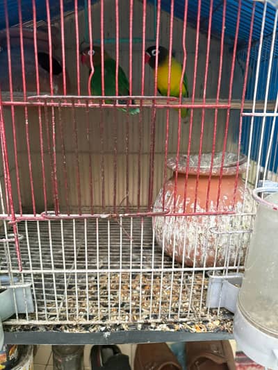 Pahari | Pineapple Conure | Lutino | Black Masket