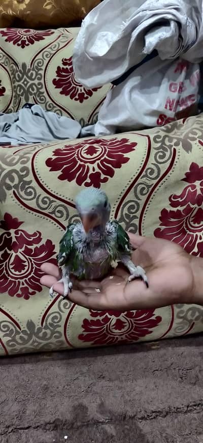 only call 03241856162