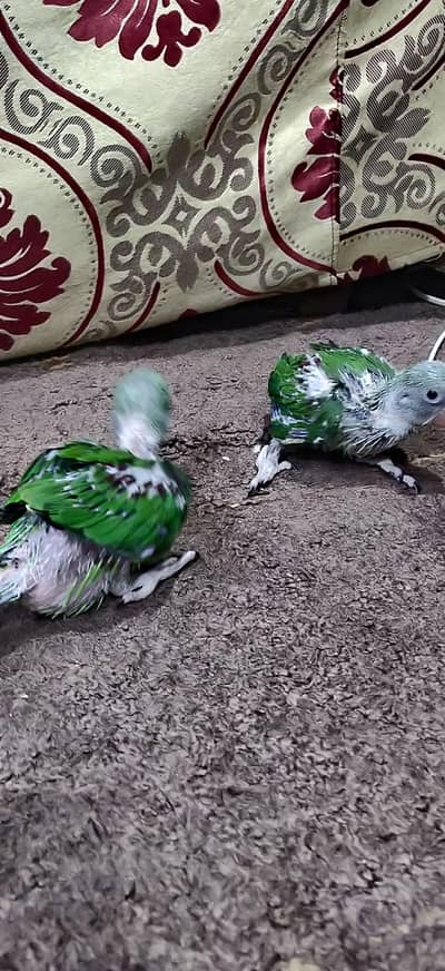 only call 03241856162