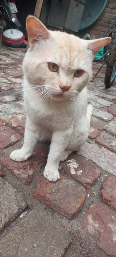 best male cat for sale