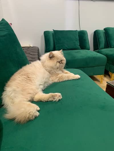 I want to sell my male Persian cat
