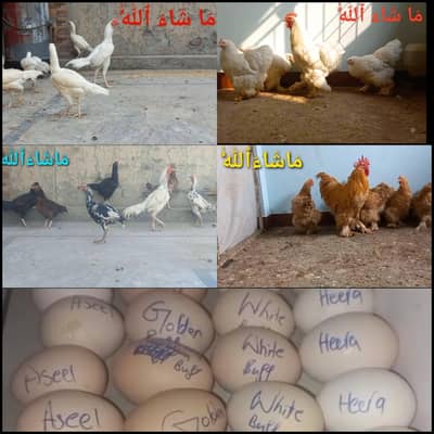 Heera | White Buff | Golden Buff | Pakistani Aseel | Eggs 03204143422