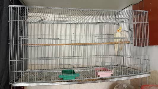 COAKTAIL & LOVEBIRDS URGENT SALE & ALSO CAGES