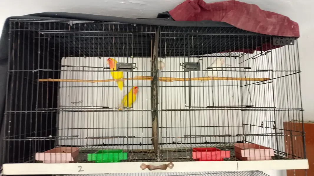 COAKTAIL & LOVEBIRDS URGENT SALE & ALSO CAGES — photo 2