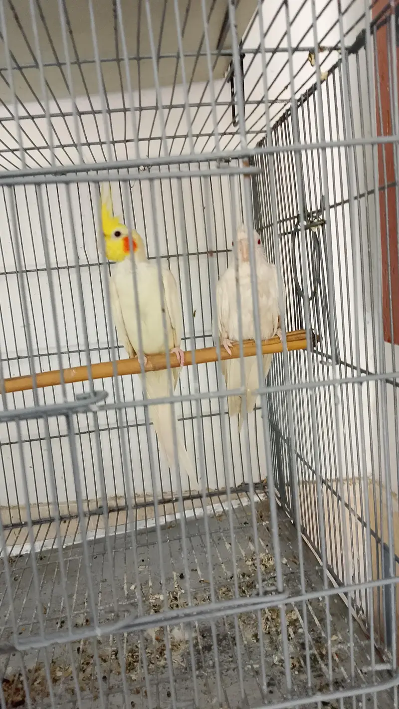 COAKTAIL & LOVEBIRDS URGENT SALE & ALSO CAGES — photo 3