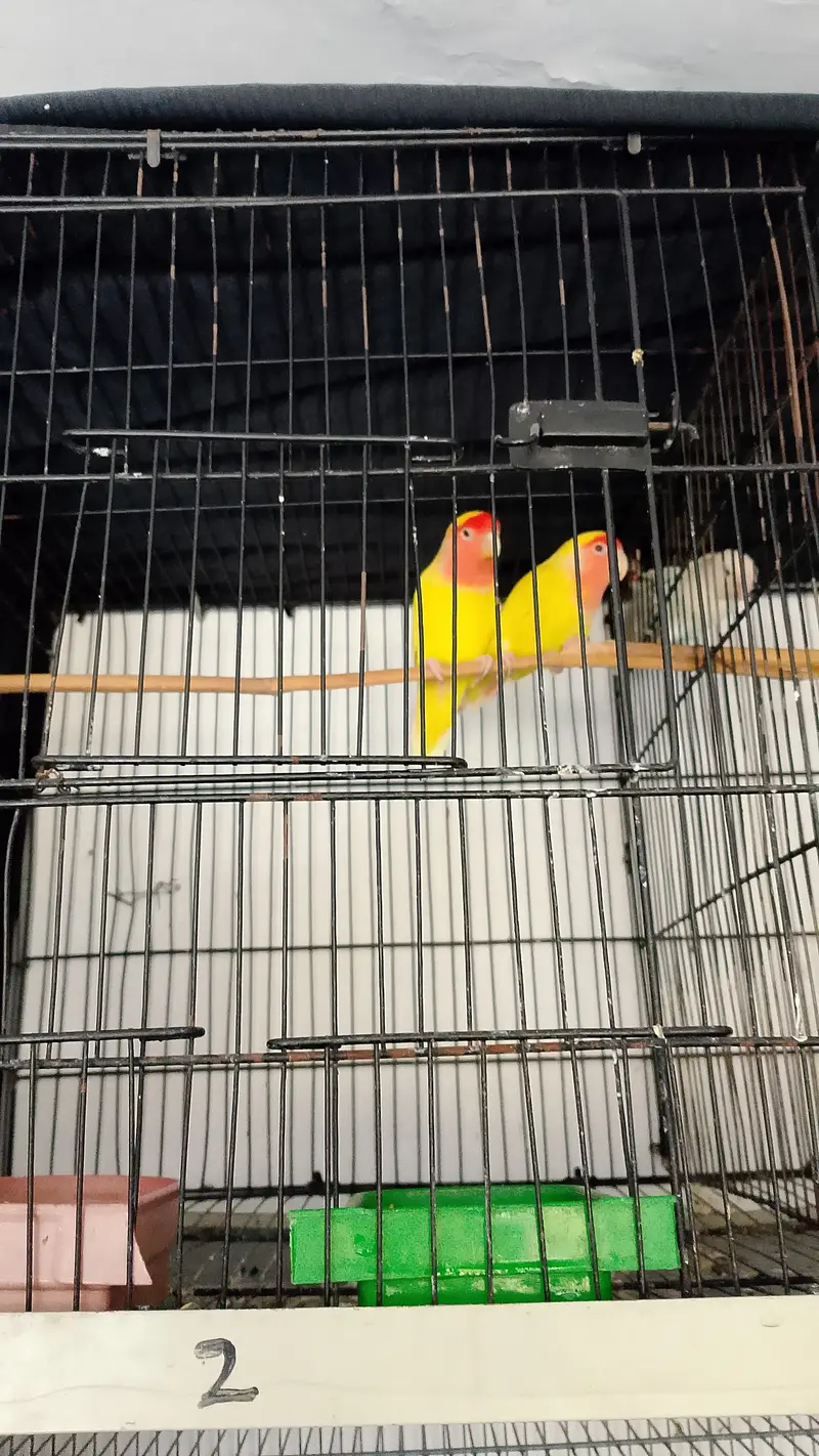 COAKTAIL & LOVEBIRDS URGENT SALE & ALSO CAGES — photo 4