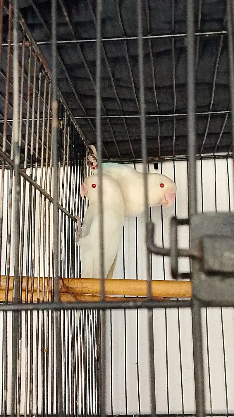 COAKTAIL & LOVEBIRDS URGENT SALE & ALSO CAGES — photo 5