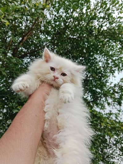 Male kitten semi punch face triple coat 03234102419