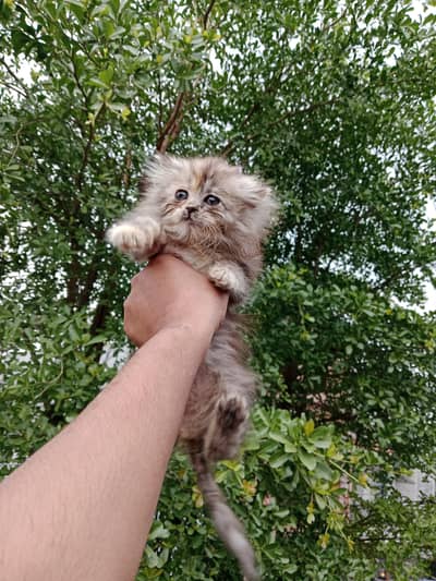 Persian female kitten available 03234102419